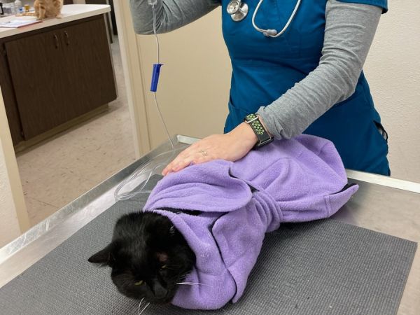 doctor treating the cat