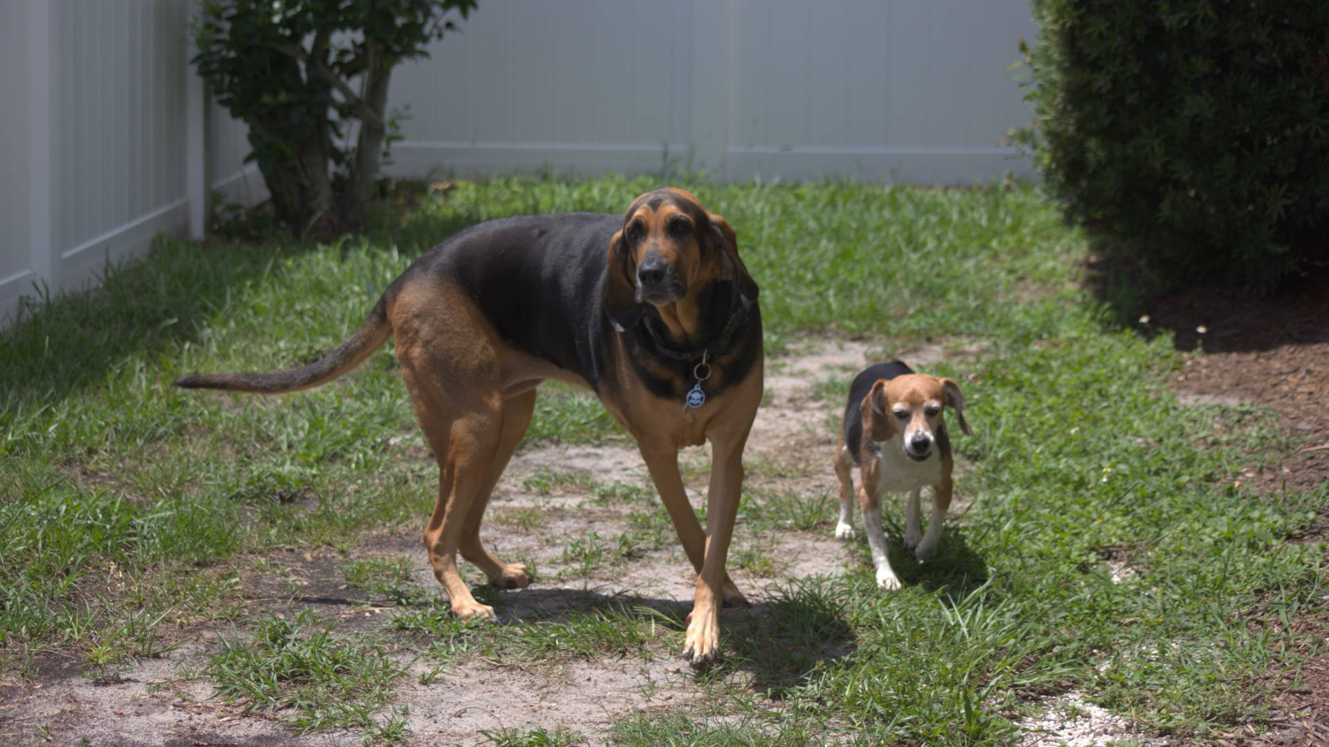 Pet Boarding/Kennel In Clearwater, FL 33765 Skycrest Animal Hospital