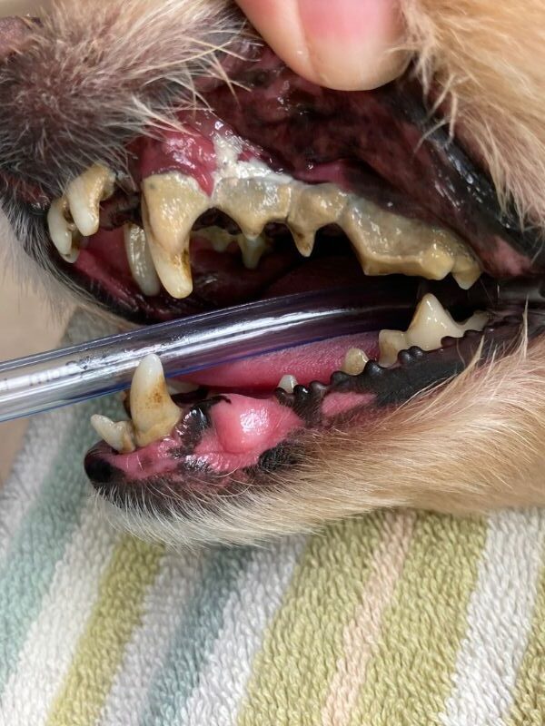 dog's dental exam
