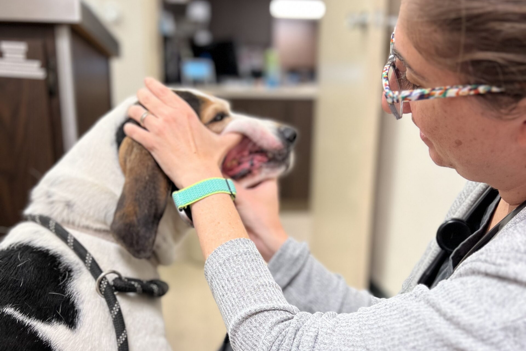 Pet-Dentistry