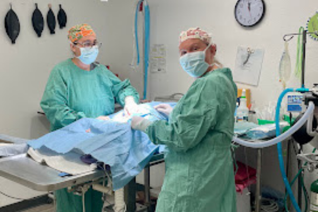 Pet-Surgery