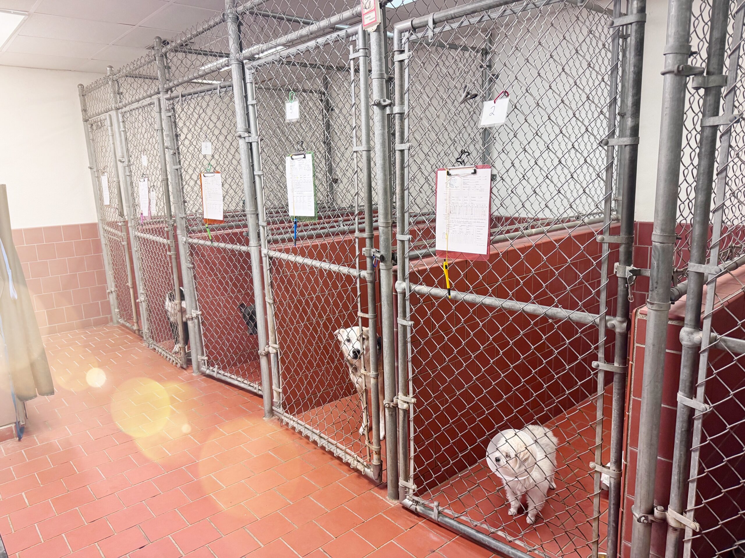 Pet Boarding